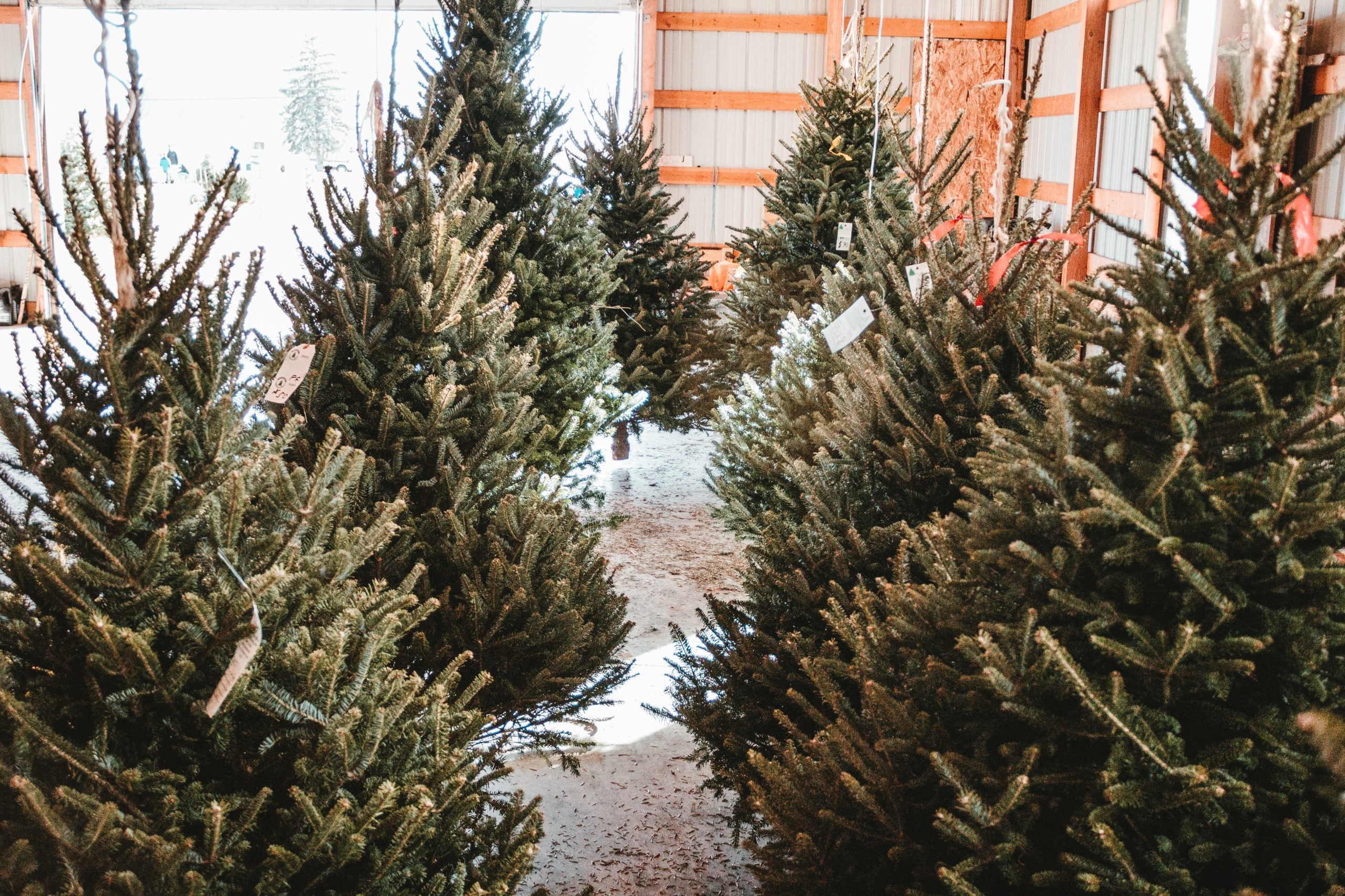 Christmas trees are the next domino to fall as supply chain disruptions